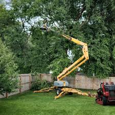 Best Leaf Removal  in Hale Center, TX