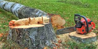 Best Arborist Consultation Services  in Hale Center, TX