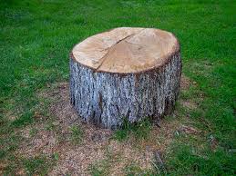 Best Fruit Tree Pruning  in Hale Center, TX