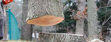 Best Tree Cabling and Bracing  in Hale Center, TX
