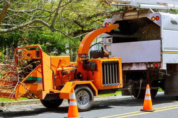 Best Tree Risk Assessment  in Hale Center, TX