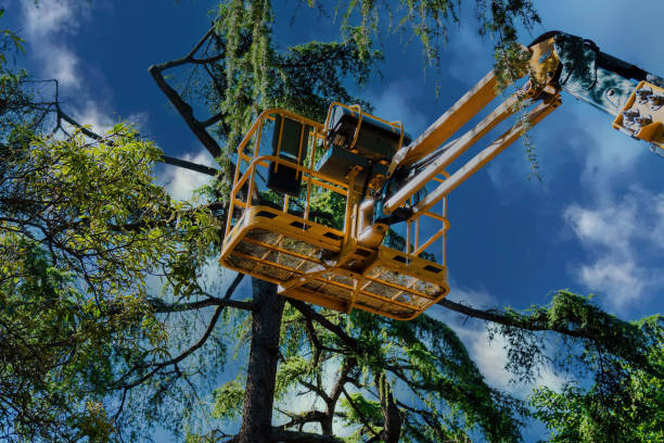 Best Tree Maintenance Programs  in Hale Center, TX