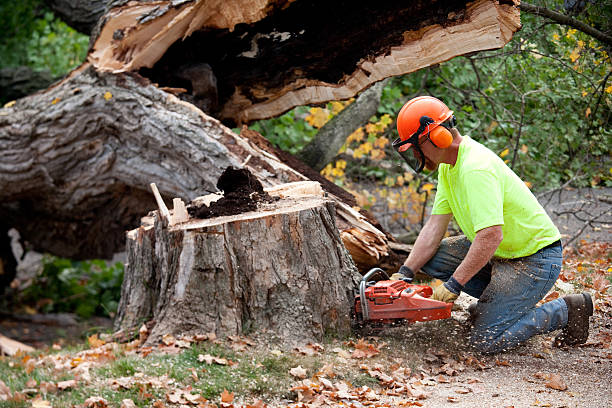 Best Tree and Shrub Care  in Hale Center, TX
