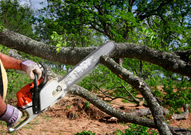 Best Tree Mulching  in Hale Center, TX